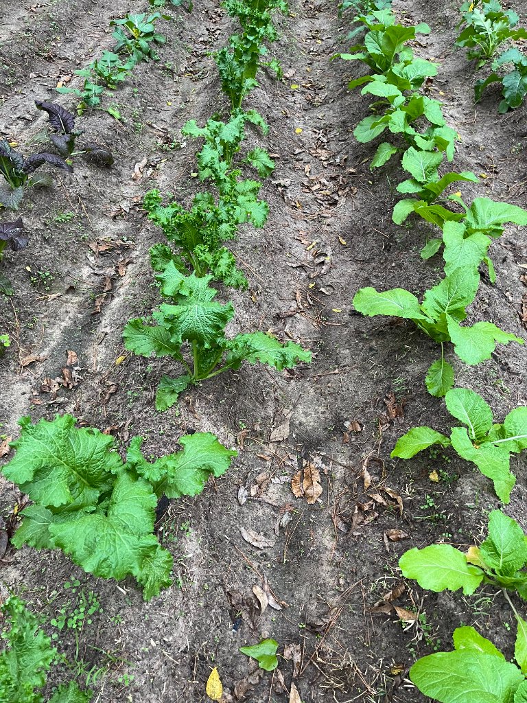 Field rows