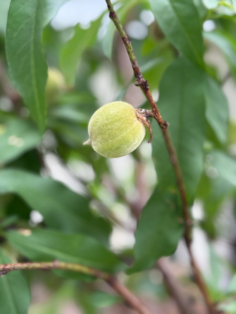 Growing season