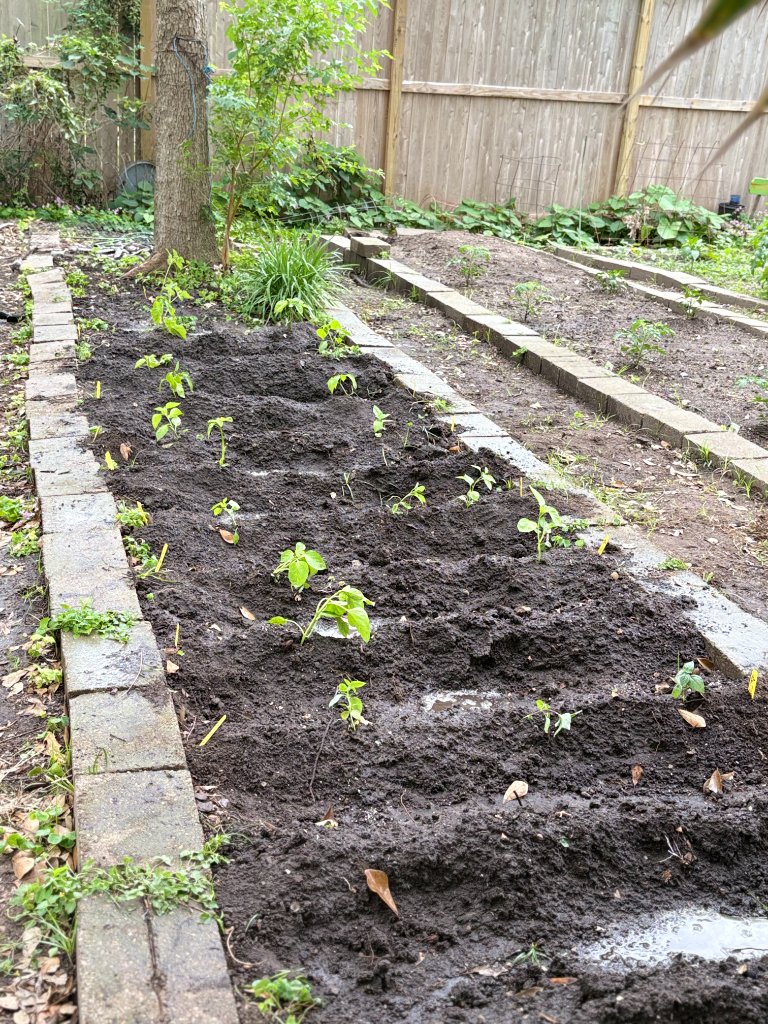 Laying the rows
